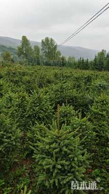 高度80厘米青海云杉