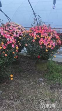 高度100厘米月季