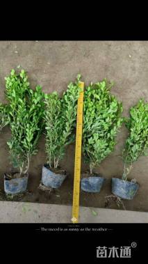 高度50厘米小叶黄杨