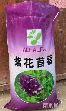 草坪种子