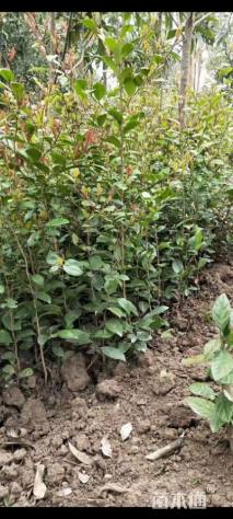 高度20厘米蚊母小苗