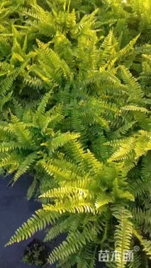 高度45厘米波斯顿蕨