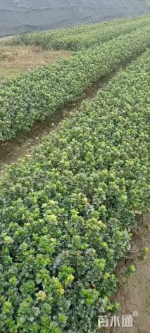 高度25厘米夏鹃