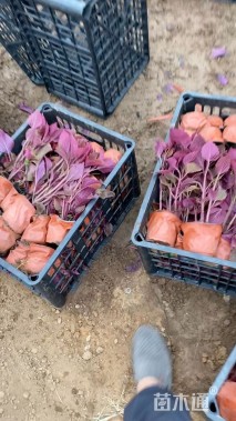 高度22厘米彩叶草