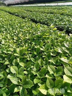 高度40厘米八仙花