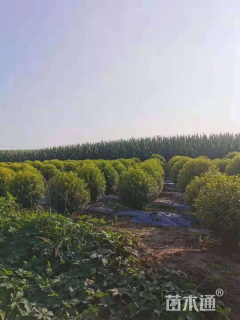 冠幅200厘米金叶女贞球