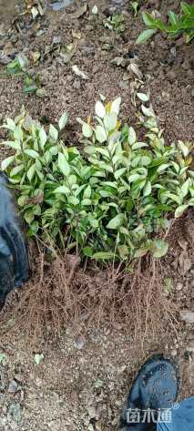 高度30厘米金森女贞