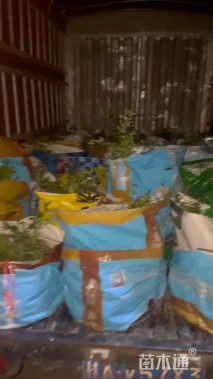 高度25厘米迎春花