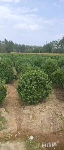 冠幅80厘米大叶黄杨球