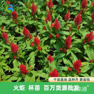 高度50厘米火炬