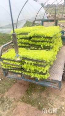 高度10厘米佛甲草