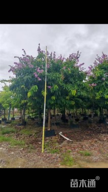 13公分大叶紫薇
