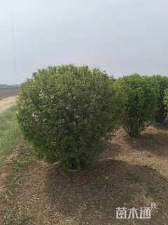 冠幅120厘米榆叶梅球