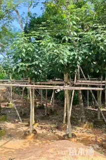 3公分紫花风铃木