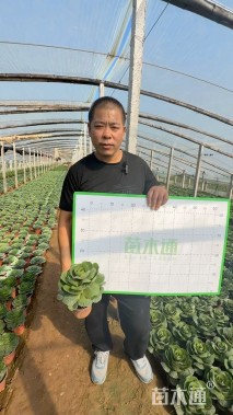 高度10厘米羽衣甘蓝