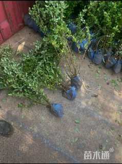 高度120厘米贴梗海棠