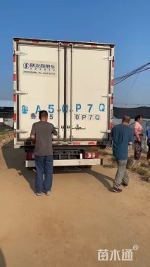 高度40厘米假龙头