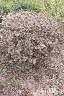 高度100厘米黄刺玫