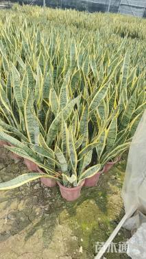 高度70厘米虎皮兰