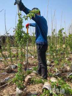 150厘米藤本月季