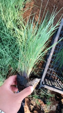 高度20厘米糖蜜草