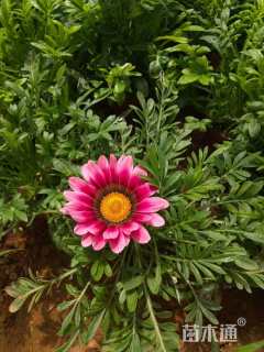 高度25厘米勋章菊