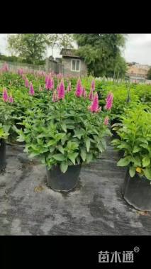 高度20厘米穗花婆婆纳