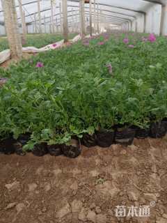 高度20厘米美女樱