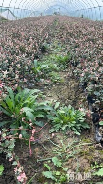 10厘米花叶络石