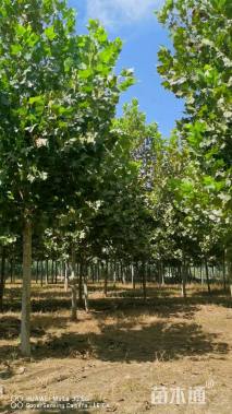 15公分速生法桐