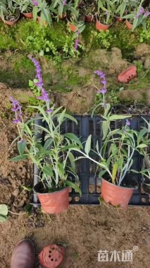 高度15厘米墨西哥鼠尾草