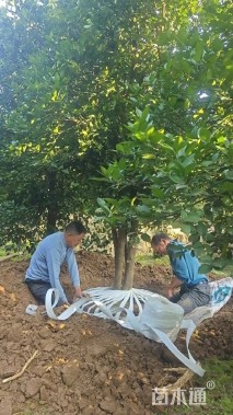 13公分(3杆)丛生香橼