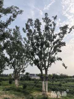 高度800厘米丛生元宝枫