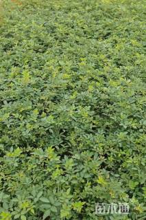 高度30厘米蔷薇