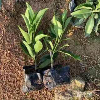 高度40厘米非洲茉莉