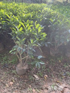 非洲茉莉