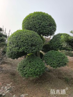 30公分造型女贞