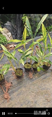 高度20厘米花叶良姜