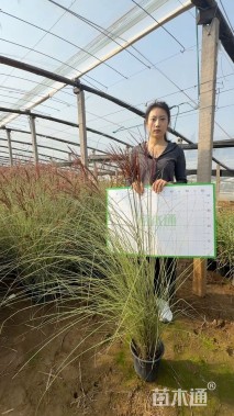 高度70厘米晨光芒