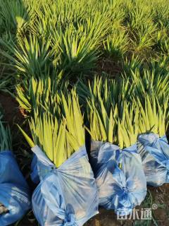 高度50厘米凤尾兰