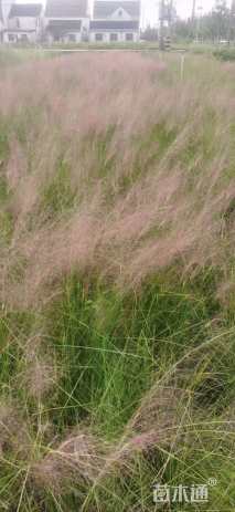 高度90厘米粉黛乱子草