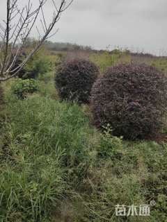 冠幅200厘米红花继木球