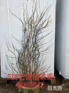 高度80厘米喷雪花