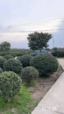 冠幅200厘米无刺枸骨球