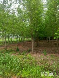 10公分美国红枫