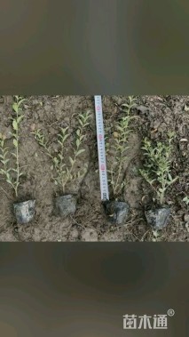 高度30厘米银姬小蜡