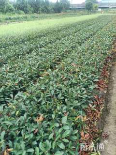 冠幅20厘米红叶石楠球