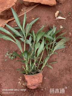 高度30厘米翠芦莉