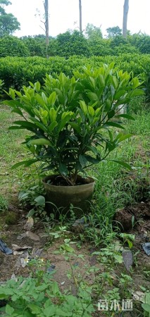 非洲茉莉