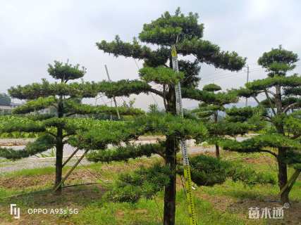 移栽苗造型罗汉松